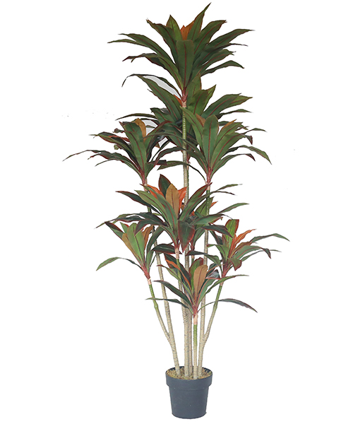 1.65米新情侣巴西 Y8375-9-5PS 8”