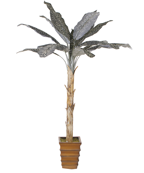 斑马芭蕉Y8448-16-1T