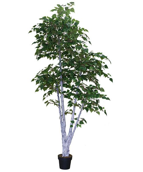 白桦Y8539-38-4-1P   220CM