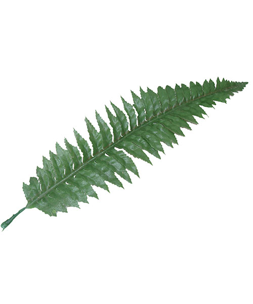 波斯草Y8301-2