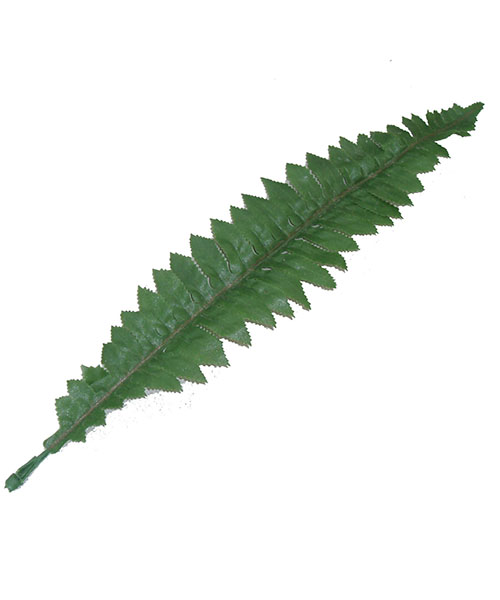 波斯草Y8301-3
