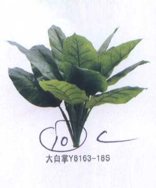 大白掌Y8163-18S