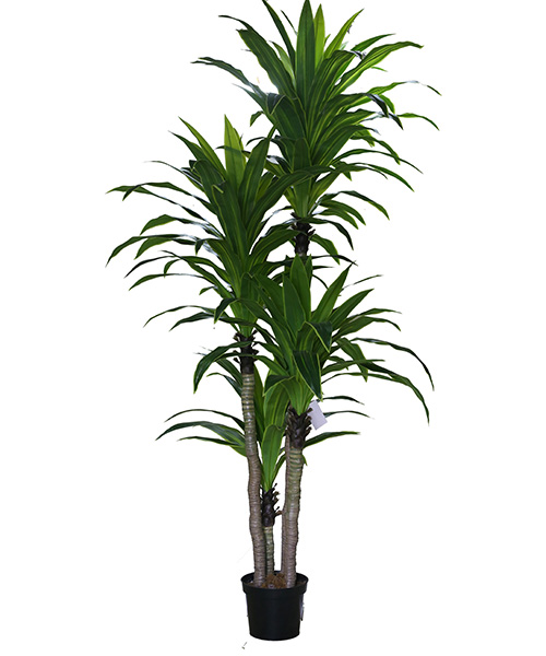 大富贵Y8455-135-4PS   270CM