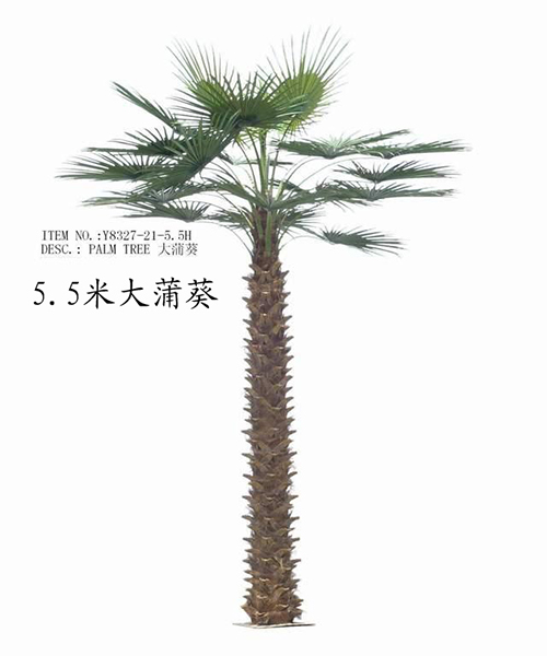 大蒲葵Y8327-21-5.5H