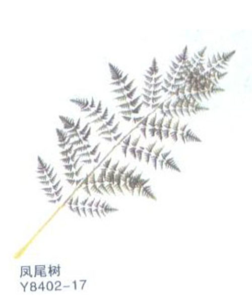 无忧草Y8402-17