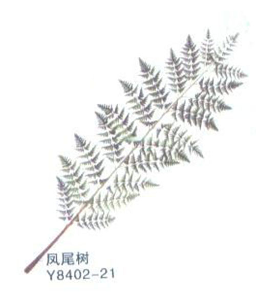 无忧草Y8402-21