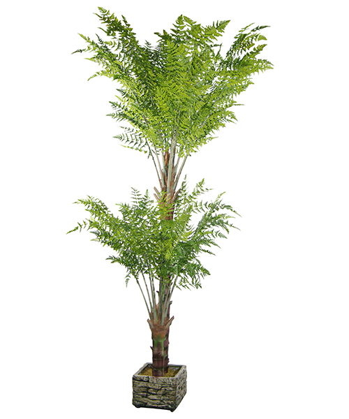 风草Y8402-24-2P