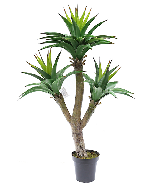 1.5米皇冠兰 Y8443-72-3P  10“胶盆