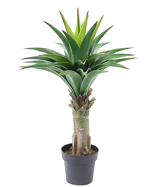 1米皇冠兰 Y8443-36-1P  8”胶盆              8”胶盆