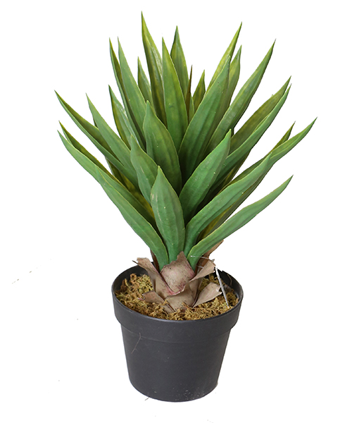 50CM 大芦荟Y8489-31-1T