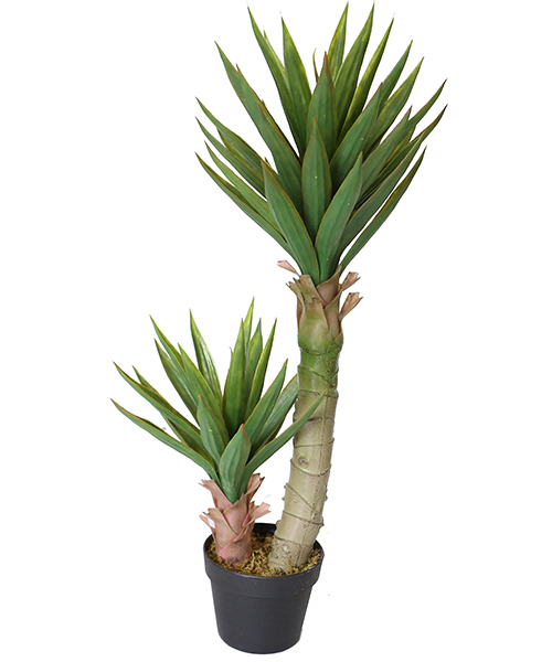 90CM 大芦荟Y8489-54-2P