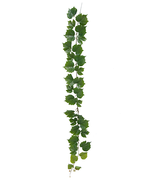 爬山虎1.4米 Y8472-31-1PS