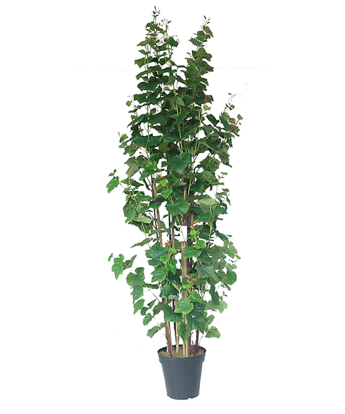 仿真提子树 1.85米 Y8475-9-5T 10”