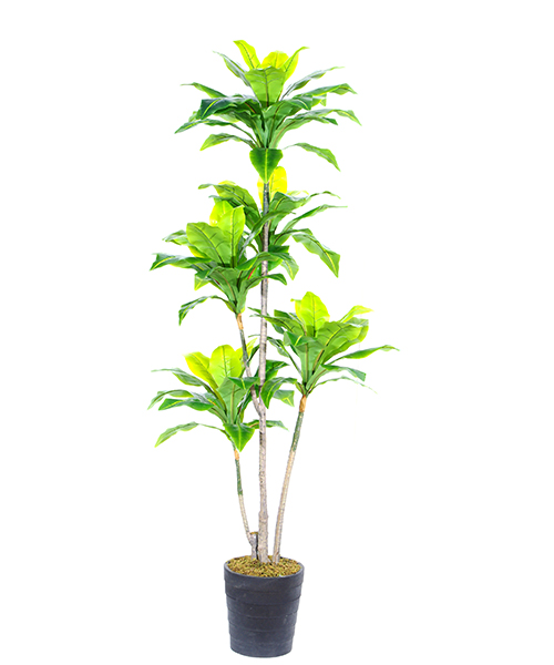 仿真新芒草Y8095-86-5PUS