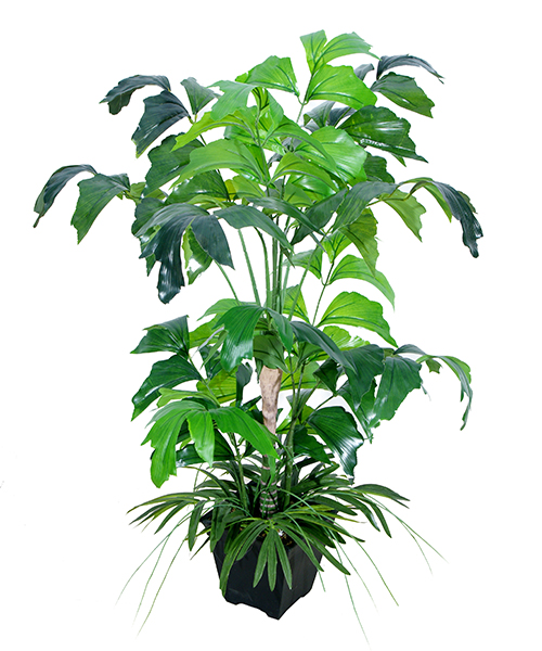 鱼尾葵Y8391-13-40H