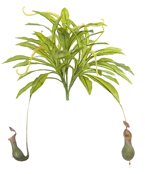 猪笼草Y8252-53-2-5S