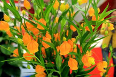 仿真花具体特点
