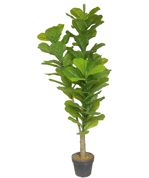 葫芦树1.3米  Y8253-90-1PS 7”盆