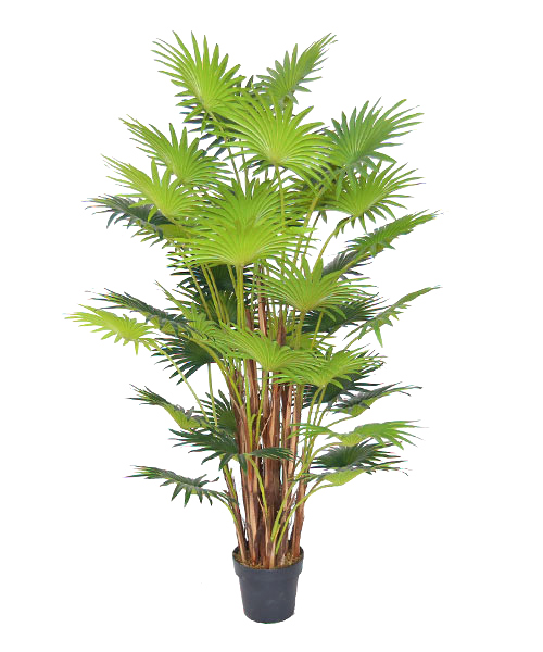 1.6米小扇葵 Y8499-41-15PS  8“