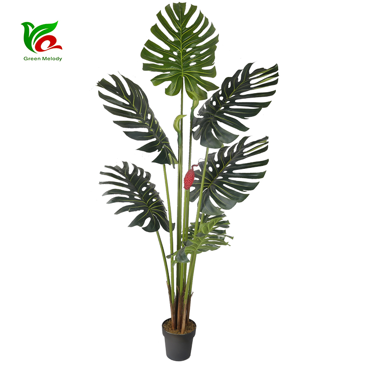 裂口芋米裂口芋Y8453-7-3-10KS 8