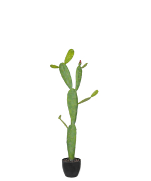 仙人掌