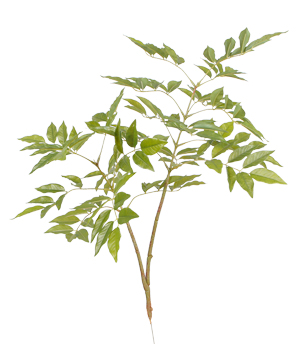 HHL-2