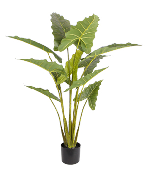 LY-YST210157  1.35米海芋  11叶.png